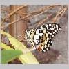 Papilio demoleus - Asien - wien-a 01.jpg